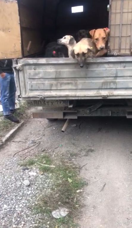 Начнет везти. Собачий приют в Кизилюрте. ВЗТ сервис Черлак фото собак отловленных недавно.